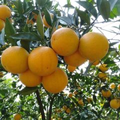 自家种蜜香橙，纯甜清香
