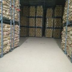 山东安丘库存土豆4两以上特大通天货