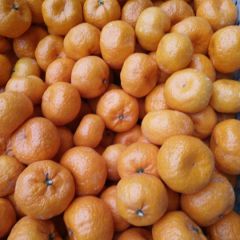 大量供应库存光果