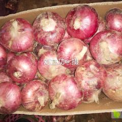 聊城洋葱 -刘立功