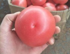 无公害硬粉西红柿，质量好，无残留。