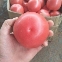 无公害硬粉西红柿，质量好，无残留。