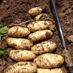 精品荷兰十五土豆，物美价廉
