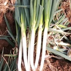 优质平度大葱火热供应