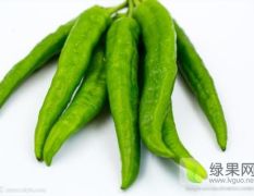 供应：山东青州羊角椒辣椒供应量充足 品种齐全