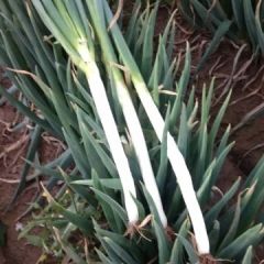 优质日本铁杆大葱上市了，欢迎各位老板订购！！！