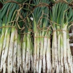 优质大葱欢迎前来选购