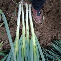 江苏省南通大葱上市待出售