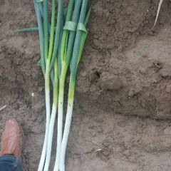 启东大葱 铁杆大葱0.40--0.53元