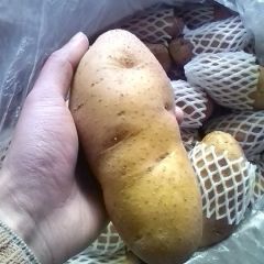 肥城市荷兰十五土豆，二两以上通货