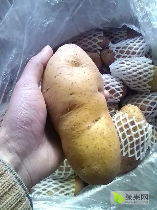 2018年山东肥城荷兰十五价格
