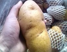 肥城市荷兰十五土豆，二两以上通货