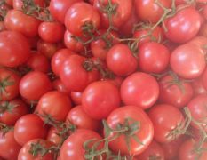 山东费县西红柿种植基地15615499625