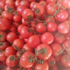 山东费县西红柿种植基地15615499625