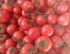 山东费县优质西红柿大量上市，欢迎采购