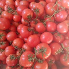 山东费县优质西红柿大量上市，欢迎采购