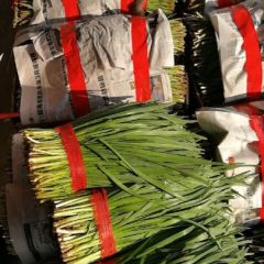 山东沂南汉中韭菜大量上市了