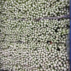 供应：沂南县：水洗细棵小西芹