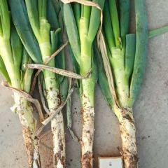 大棚大葱已经火爆上市，品种全，