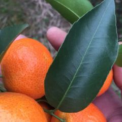 广西桂林临桂砂糖桔大量上市