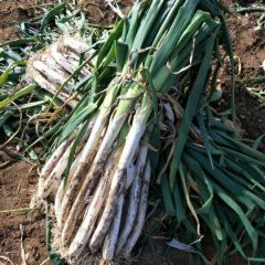 安丘长白硬秆大葱质量保证适合全国市场供货。