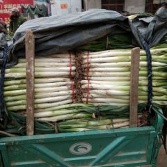 出售长白大葱和铁杆钢葱