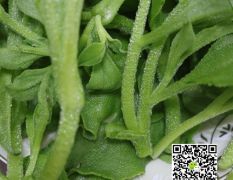 供应优质冰菜种子冰草种苗 盆栽阳台蔬菜