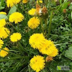 野生蒲公英种子 婆婆丁 四季野菜 盆栽陆地种植