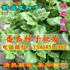 番杏种子 多年生新西兰菠菜盆栽 多肉蔬菜籽