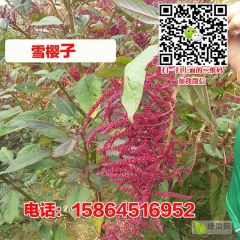 雪樱子种子 男人菜苋菜种子 蔬菜种子