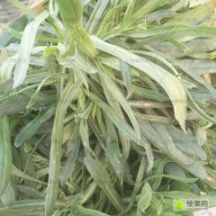 野生面条菜种子 面条棵菜 春秋大棚种植 山野菜种