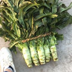 莴苣大量供应中，物美价廉，欢迎采购。