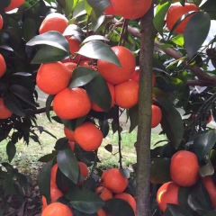 永福罗锦百家果大量代购