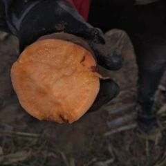 沙地优质烟薯专业糖化！半月以上口感好！