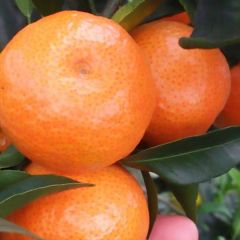 广西崇左市左州镇砂糖橘火热上市中