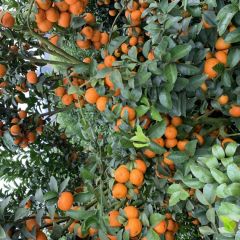 广西象州柑橘代办