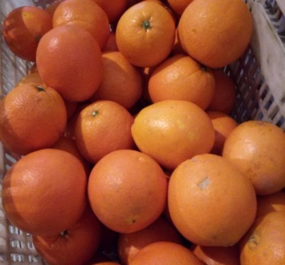 2018年湖南保靖芦柑价格
