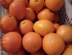 2019年新鲜柑橘上市价格5毛每斤限时出售
