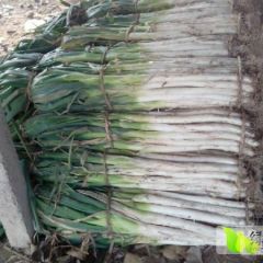 优质大葱质量好有需要的老板联系