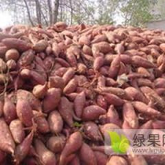 河南开封尉氏庄头镇栗林村沙地优质红薯