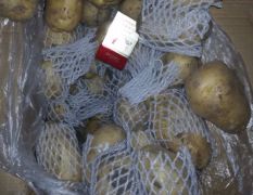 库存500吨优质3两通天箱子货兰陵县庄坞土豆