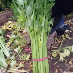 曹县本地芹菜主要以法国皇后为主，颜色金黄