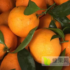 求购耙耙柑春见不知火