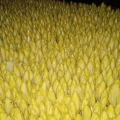 供应大量芽球菊苣，玉兰菜及礼品箱