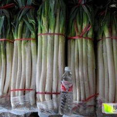 山东平度铁杆大葱产销两旺