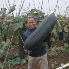 广西北海市合浦县冬瓜大量上市