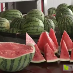 特大甜王、京欣（高糖佳丽）、麒麟西瓜种子