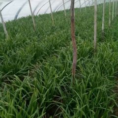 浚县万亩韭菜基地欢迎你