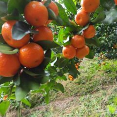 广东韶关市沙糖桔自家产，欢迎各位老板实地考察~