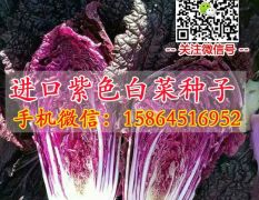 紫白菜种子 韩国进口大白菜 蔬菜种子 春秋陆地